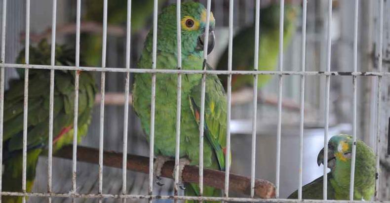Aves são principais alvos do tráfico, sobretudo na época de reprodução Aves são principais alvos do tráfico, sobretudo na época de reprodução