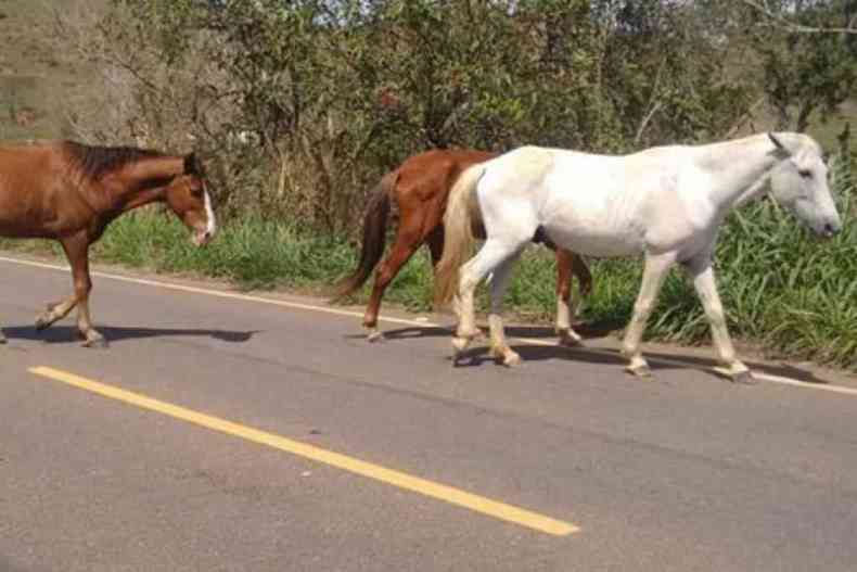 Cavalos soltos na rua