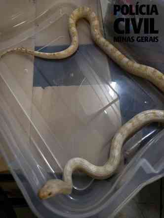 O homem tambm guardava cobras em casa(foto: Polcia Civil de MG/Divulgao)
