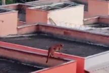 On�a � flagrada pulando entre telhados de casas na Grande BH