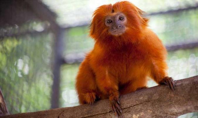 O mico-leão-dourado é um dos primatas que serão recolhidos na área segura do Zoo(foto: Herlandes Tinoco/Fundacao Zoo-Botanica ) O mico-leão-dourado é um dos primatas que serão recolhidos na área segura do Zoo(foto: Herlandes Tinoco/Fundacao Zoo-Botanica )
