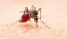 Conhea o ''primo'' do Aedes aegypti, que tambm transmite dengue