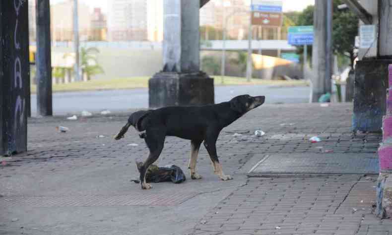 Cachorro de rua em BH