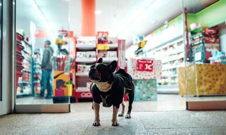 O banho para o cachorro de pelo curto está entre R$ 30 e R$ 75(foto: Peter Plashkin/Unsplash) Cachorro na porta de um pet shop