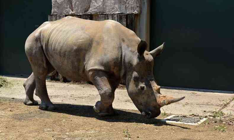 Emma foi escolhida entre a manada de 23 rinocerontes do Leofoo Safari Park, em Taiwan(foto: Handout/AFP/Tobu Zoo)