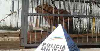 Aps passar por exames, animal foi solto em uma rea verde da cidade(foto: Polcia Militar de Meio Ambiente/Divulgao)