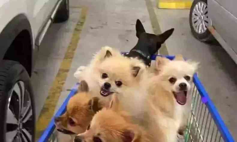 Cachorros em carrinho se supermercado