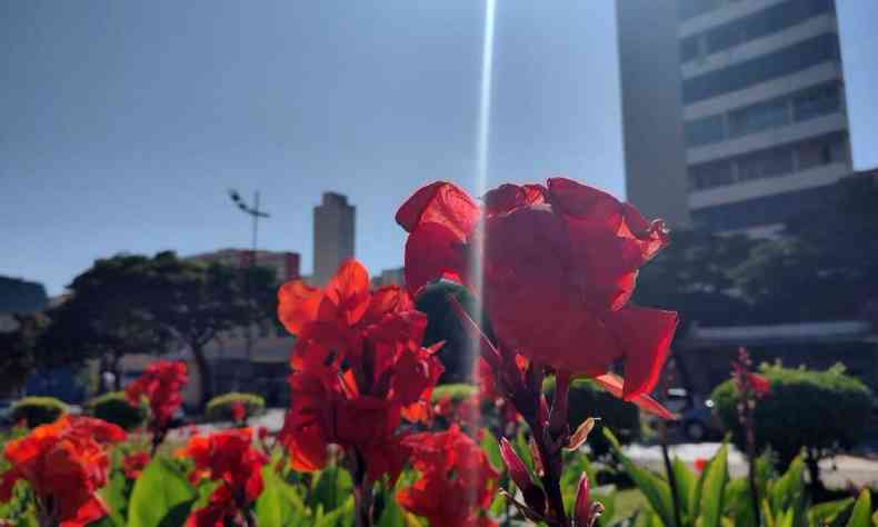 Flores vermelhas no jardim sob o cu azul