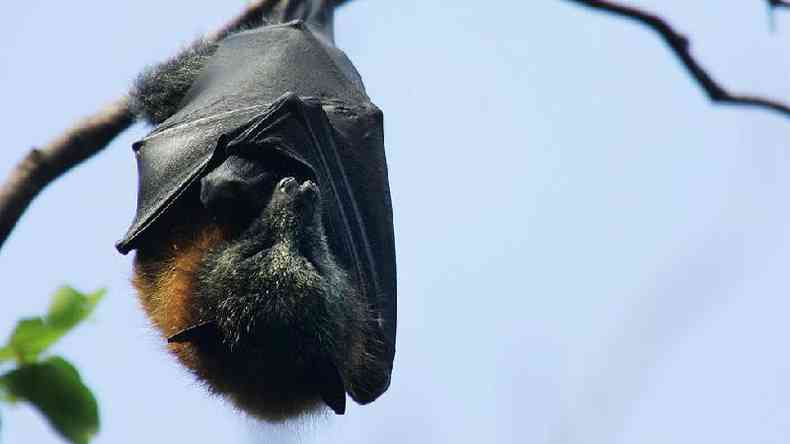 Voc sabia que os morcegos podem viver at 40 anos?(foto: Huw Evans picture agency)