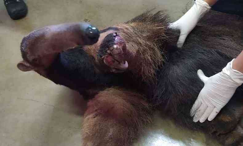 Tamanduá foi levado para um hospital veterinário em Uberaba(foto: Corpo de Bombeiros/Divulgação)
