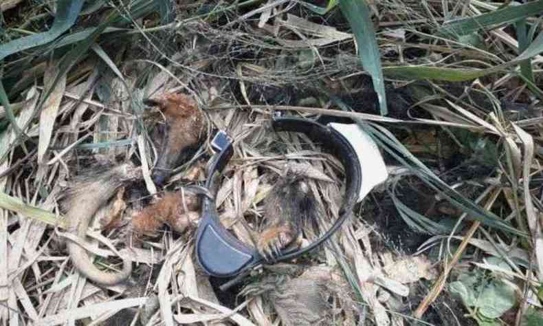 Coleira branca foi achada nas proximidades de uma ossada de tamandu-mirim, possivelmente caado pelo felino(foto: Divulgao/UFJF)