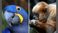 170 espécies deixam lista de ameaçados de extinção, diz Ministério do Meio Ambiente
