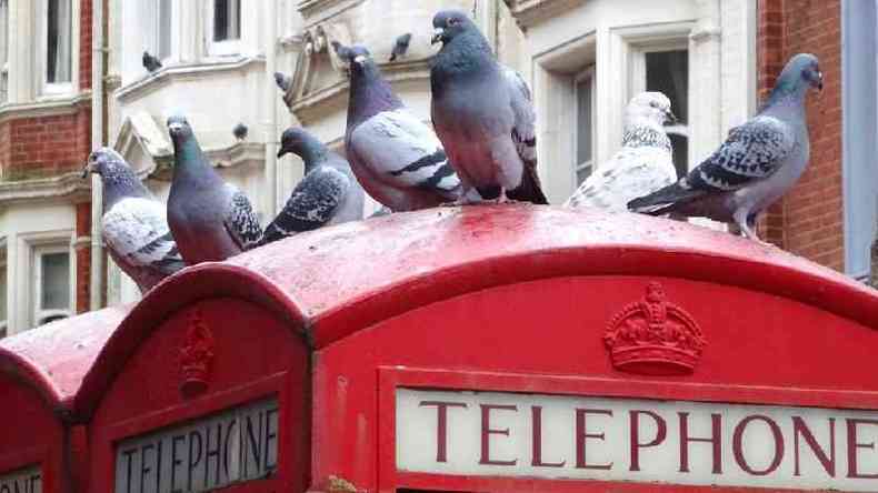 Um grupo de pombos sobre uma cabine telefnica em Londres
