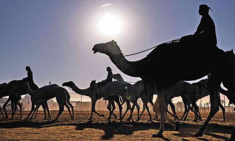 Fotografia mostra coletivo de camelos caminhando a contraluz no Qatar