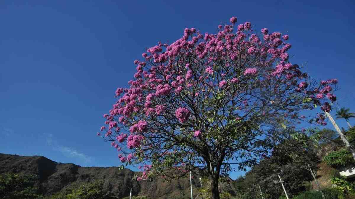 Ipê roxo 'colore' áreas próximas à Serra do Curral - Gerais - Estado de  Minas