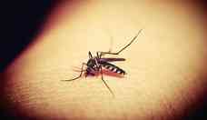 Dengue: nova vacina deve chegar ao Brasil no segundo semestre