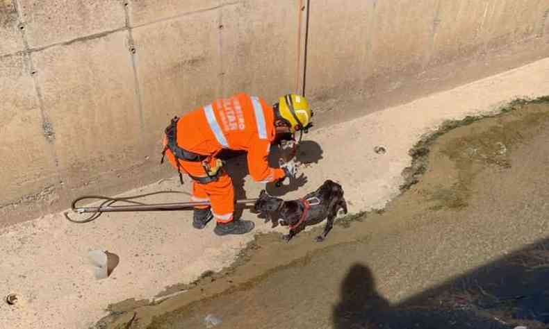 Cachorro  resgatado dentro de crrego na avenida Castelo Branco, em Ribeiro das Neves