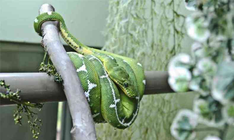 Os animais que mais despertam interesse nos visitantes so as serpentes peonhentas e as ptons-reticuladas(foto: Divulgao/PBH)