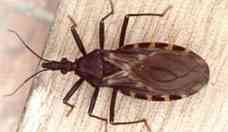 Doena de Chagas: conhea os riscos para o corao