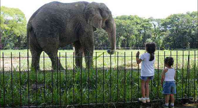 Elefantes esto entre animais que mais encantam visitantes na Pampulha(foto: Beto Magalhes/EM/D.A Press)