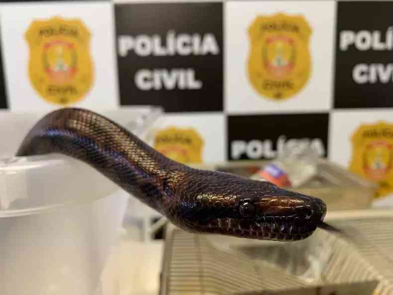 Polcia encontra serpente em apartamento do Guar. Responsvel pelo imvel est na delegacia do Gama(foto: Divulgao/PCDF)