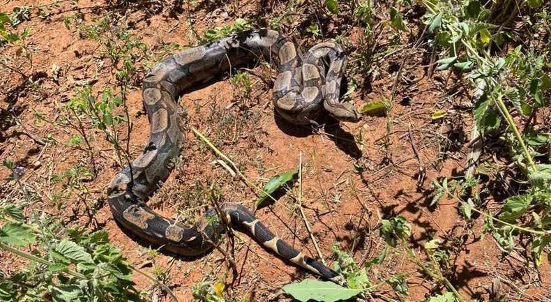 Jiboia capturada em quintal foi devolvida em segurança ao seu habitat(foto: Sala de Imprensa/CBMMG) Jiboia capturada em quintal foi devolvida em segurança ao seu habitat no chão enrolada