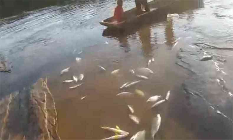 Aldeias Kaxixs lamentam aumento na mortalidade de peixes do Rio Par, fonte de alimentao e dinheiro(foto: Reproduo/WhatsApp)