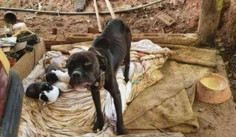Cães magros (de fome) presos a uma corrente em um local sujo, em Itajubá.