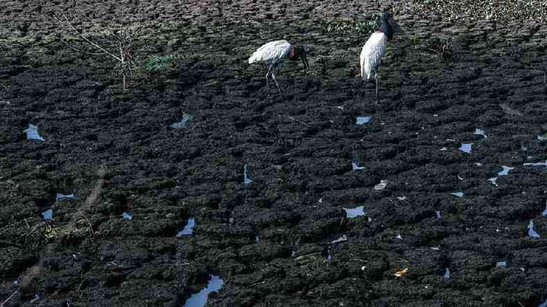 Tuiuis (ou jaburus) buscam alimentos em trecho que secou em meio  crise hdrica do Pantanal