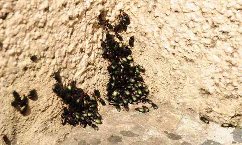 Maior incidncia de besouros tem sido em Jaboticatubas, na Grande BH(foto: Gladyston Rodrigues/EM/D.A Press)