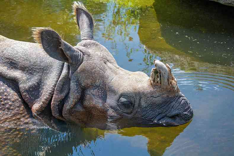 Rinoceronte em recinto de gua de zoolgico