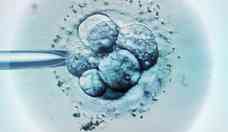 Inseminao intrauterina, fertilizao in vitro: qual mtodo  mais eficaz e o que est disponvel no SUS?