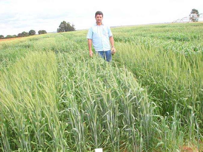 Maurício Coelho, da Epamig, explica que a multiplicação se dará a longo prazo (foto: Epamig/Divulgação) Maurício Coelho, da Epamig, explica que a multiplicação se dará a longo prazo (foto: Epamig/Divulgação)