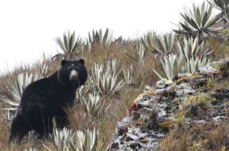 Urso-de-óculos em montanha na Colômbia