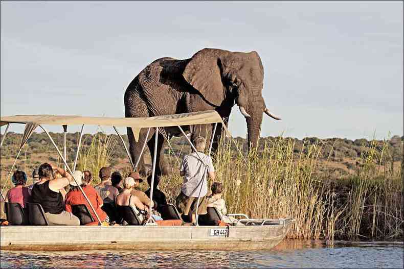 No Chobe National Park, em Botsuana,  possvel avistar a maior populao de elefantes da frica(foto: CHRIS JEK/AFP)