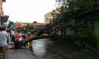rvore de grande porte caiu na Rua Porto Seguro, Bairro Nova Vista(foto: Paulo Filgueiras/EM/D.A PRESS)