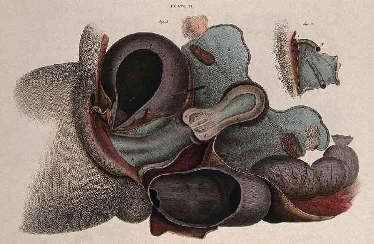(Sistema reprodutor feminino com detalhe mostrando o clitris em 1827)