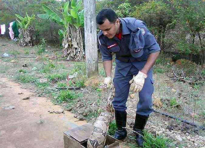 O animal foi capturado e entregue aos cuidados do Ibama(foto: Corpo de Bombeiros/Divulgao)