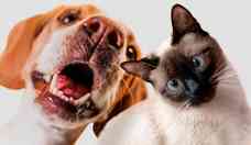 Pets podem tratar ansiedade, depresso e alergias respiratrias