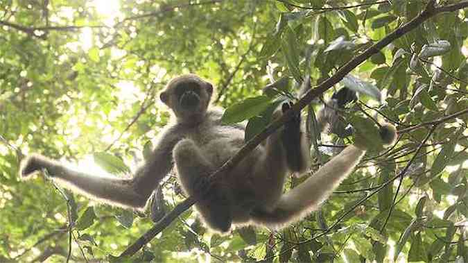 Macaco muriqui-do-norte fotografado na cidade mineira de Caratinga(foto: REPRODUO/ REDETV! )