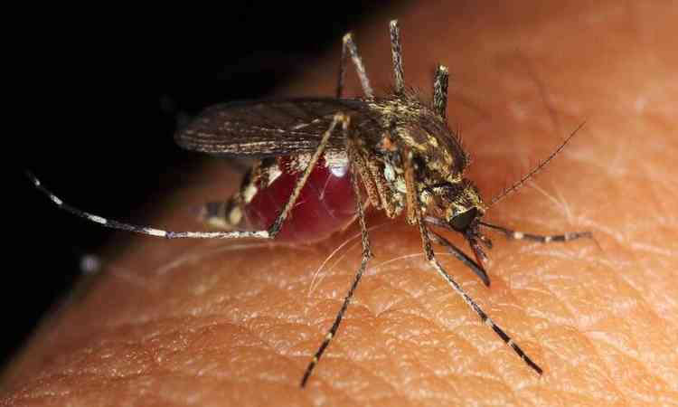 mosquito mordendo brao de um homem