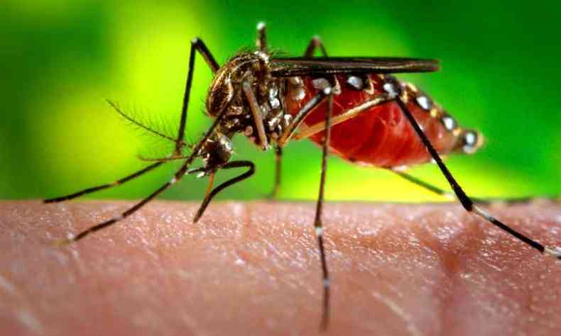 Minas registra aumento de doenas transmitidas pelo Aedes aegypti (foto: Ag. Para - Belem- PA)