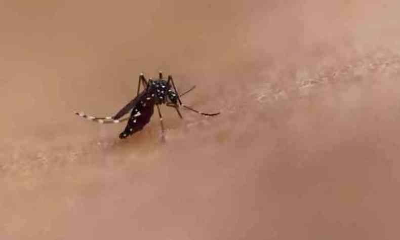 Mosquito Aedes aegypti tambm transmite zika e chikungunya(foto: NIAID/Divulgao)