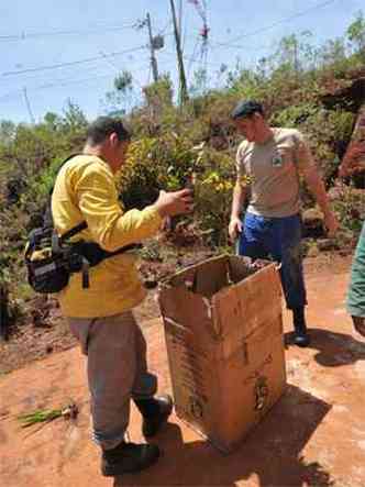 Invasores tinham caixa com 13 espcies de orqudeas e ainda canela-de-ema(foto: Jair Amaral/EM/DA Press)