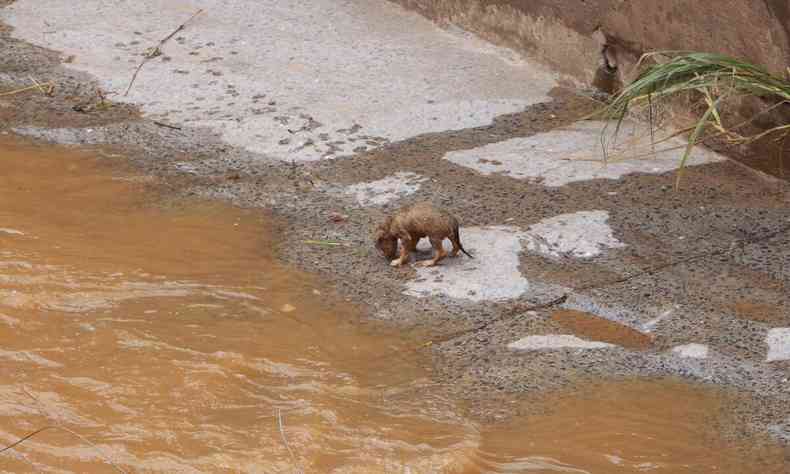 filhote de cachorro, da cor marrom, todo molhado, abandonada na beirada do rio.