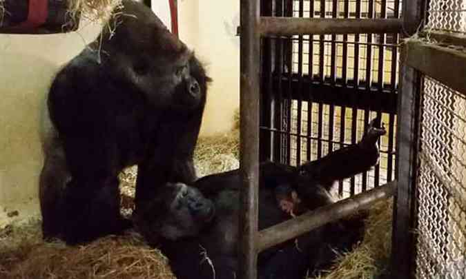 MP recomendou a suspenso da eleio do nome do gorilinha (foto: Maria Elvira Loyola/Fundao Zoo-Botnica de BH)