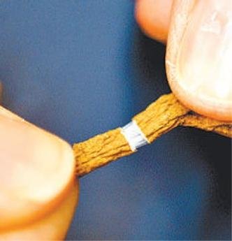 Multinacional Bridgestone desenvolveu estudo com a planta russa dente-de-le�o (E) e agora avalia se o l�tex produzido(acima) � resistente para a fabrica��o de pneum�ticos(foto: BRIDGESTONE AMERICAS/DIVULGA��O)