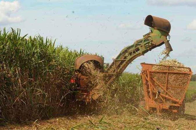 Colheita de cana em Minas Gerais: produtividade e qualidade também estão em alta(foto: Jair Amaral/EM/D.A Press - - 24/6/15) Colheita de cana em Minas Gerais: produtividade e qualidade também estão em alta(foto: Jair Amaral/EM/D.A Press - - 24/6/15)