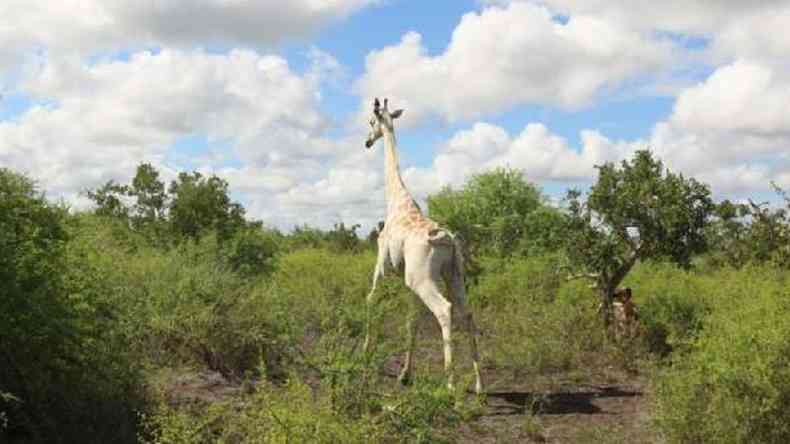 'nica girafa branca do mundo'  equipada com rastreamento por GPS(foto: Hirola Conservancy)