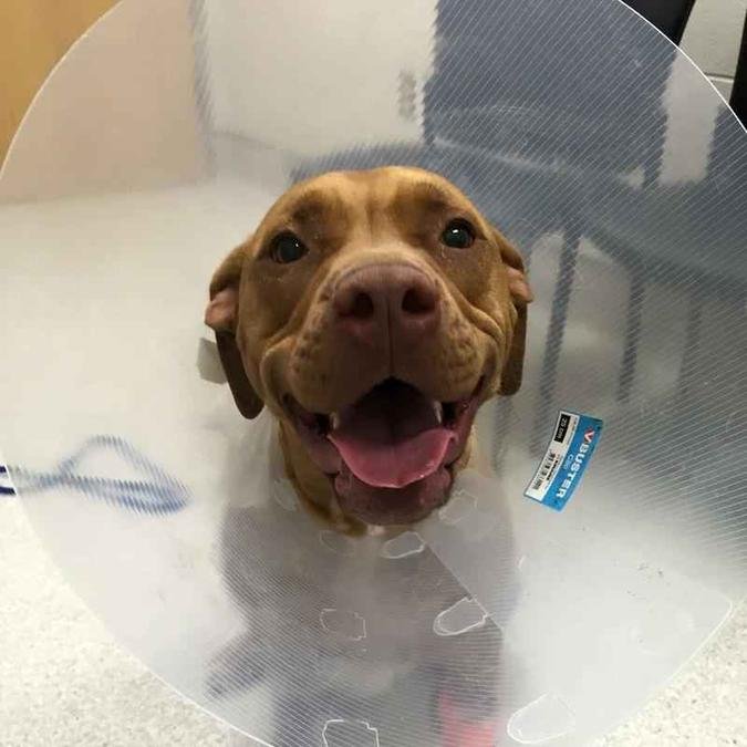 Teh Sun / Reprodu��o 